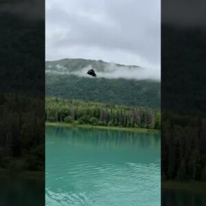 Eagle Tries to Steal Trout on Kenai River Alaska